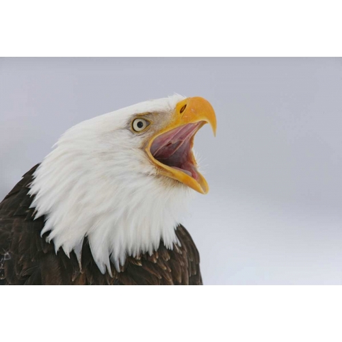 USA, Alaska, Homer Bald eagle screaming